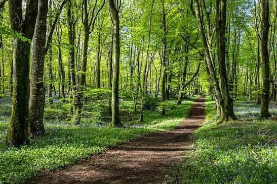 Killinthomas Wood bluebell forest trails near Edenderry